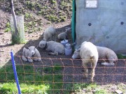 Schafe an meinem Heimweg