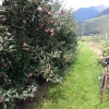 Obstkultur