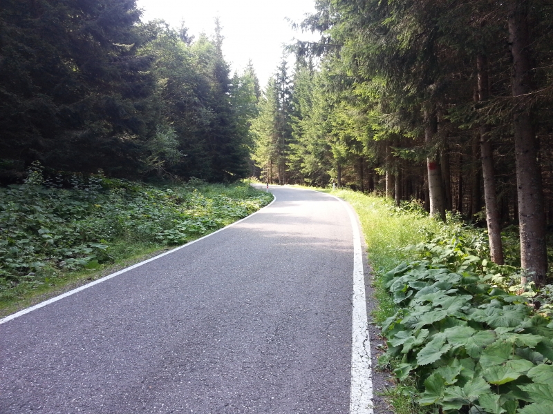 durch viel Wald unterwegs zum Passo Manghen