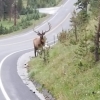 Wapiti (Hirsch)