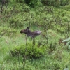 Wildtiere im Nationalpark