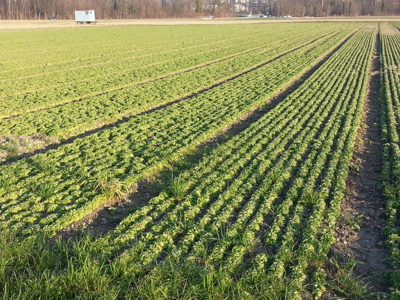 Nüsslisalat