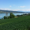 am Hallwilersee