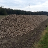Ein Berg von Zuckerrüben