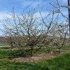 der erste blühende Obstbaum