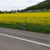 blühendes Rapsfeld