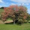 erster herbstlich gefärbter Baum