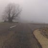 Linner Linde im Nebel