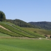 Rebberg am Zurzacher Berg