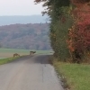Rehe auf dem Bözberg