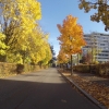 herbstliche Quartierstrasse in Bad Zurzach