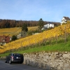 Rebberg in Ennetbaden