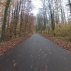 Auenwald im Aaretal