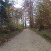 Waldweg oberhalb Siggenthal Station