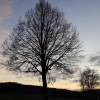 Abendstimmung zwischen Leibstadt und Leuggern
