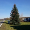 Weihnachtsbaum im Rheintal bei Leibstadt