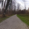 Auenwald entlang der Aare bei Brugg