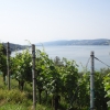 Hallwilersee