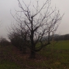 Obstbaumplantage im Winter