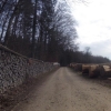 Dem Waldrand entlang