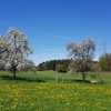 Obstbäume bei Hermetschwil