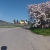 Magnolie bei Safenwil