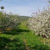 Obstgarten bei Villnachern