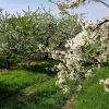 Obstgarten bei Villnachern