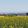 Rapsfeld auf dem Bözberg