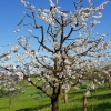 blühender Obstbaum