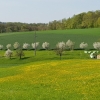 Obstbäume