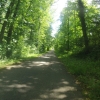 Auenwald entlang der Aare