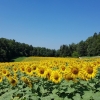 Blühendes Sonnenblumenfeld