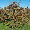 Apfelbaum auf dem Villigerfeld