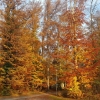 Herbstlicher Wald an der Aare