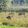 Büffel? im Sumpfgebiet der Reuss