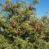 Apfelbäume bei Rüfenach