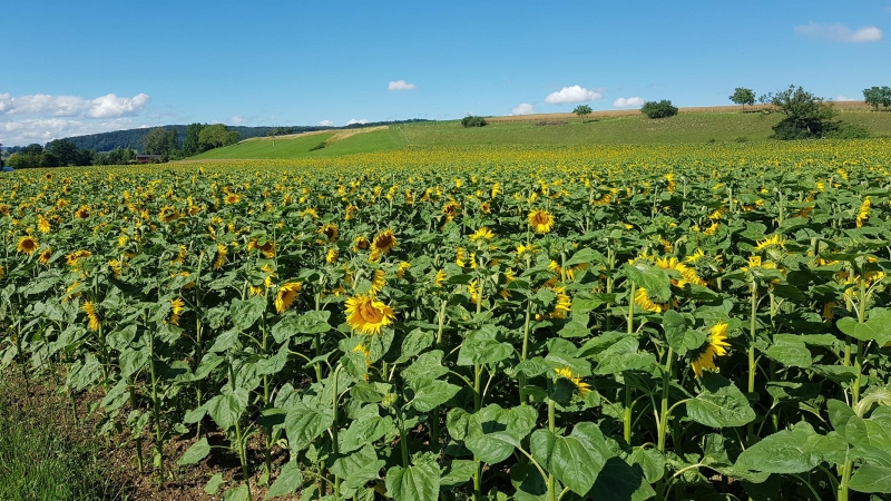 Sonnenblumen zwischen Würenlingen und Döttingen