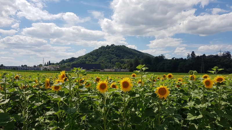 Sonnenblumen vor dem Schloss Brunegg