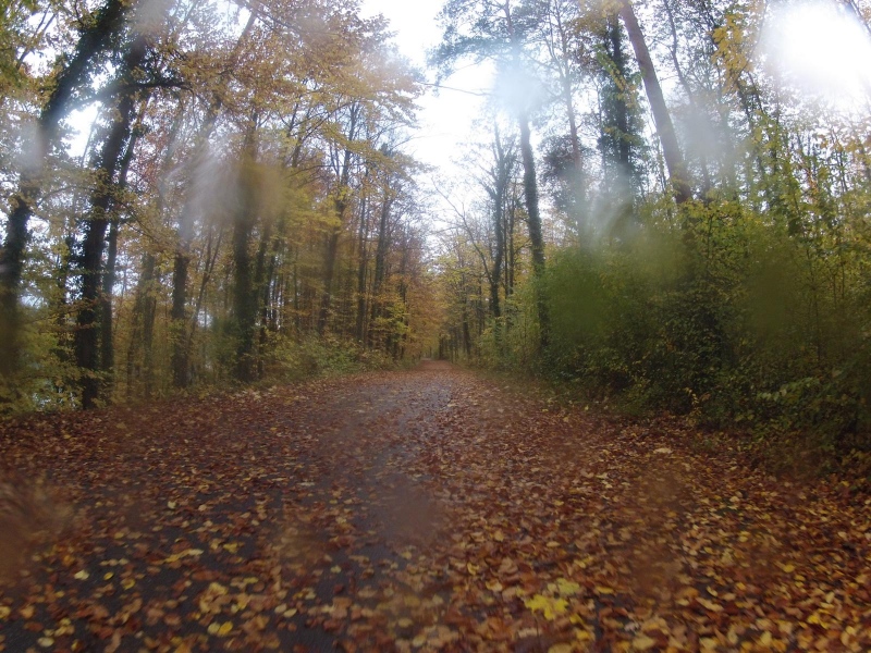 Herbstwald und Nieselregen