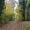 Herbstlicher Auenwald