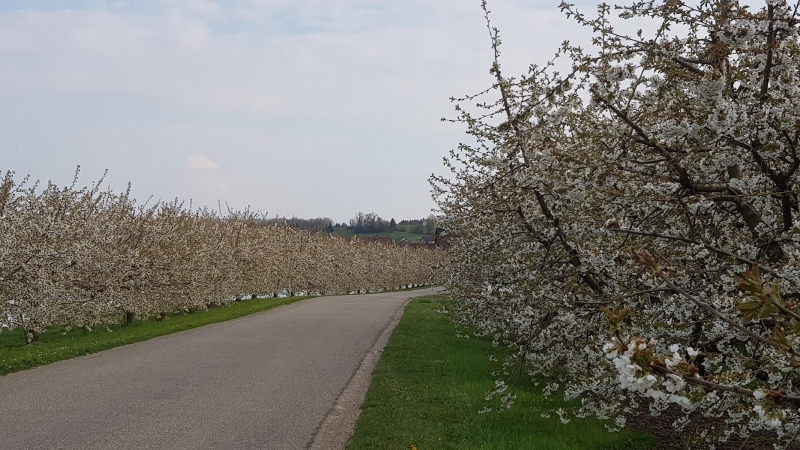 Kirschblüten in Veltheim