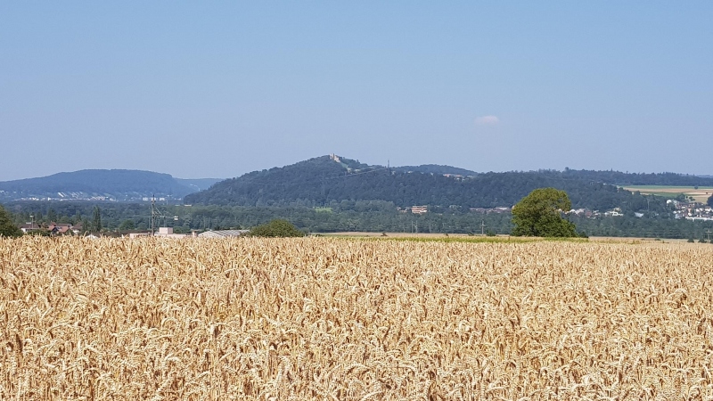 Getreidefeld und darüber die Habsburg