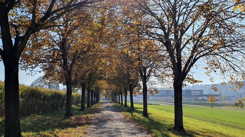 Herbst auf dem Radweg