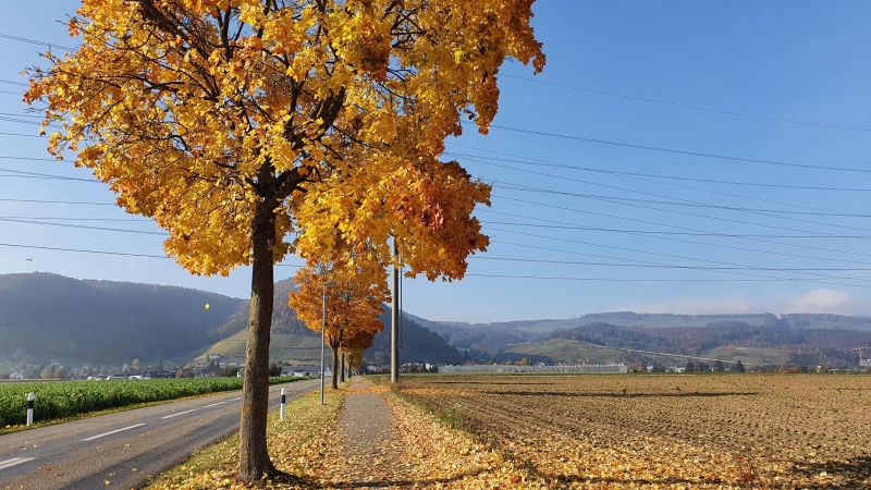 Herbst auf dem Villligerfeld, im Hintergrund der Rotberg