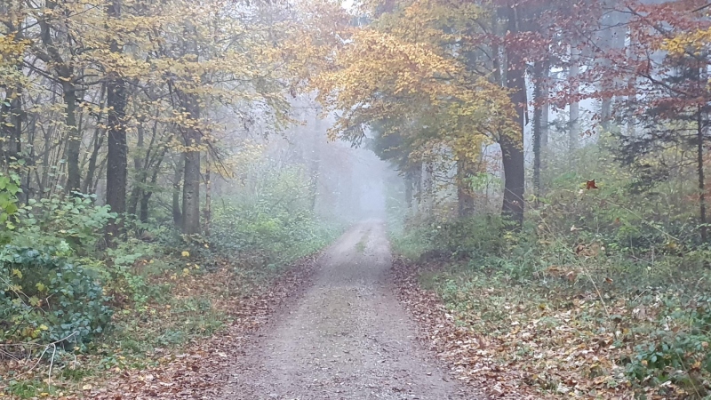 Waldweg in den Nebel