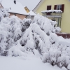 Ahorn im Schnee