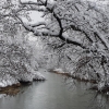 Arm der Aare bei Brugg