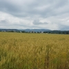 Getreidefeld im Birrfeld