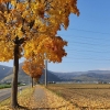 Herbst auf dem Villligerfeld, im Hintergrund der Rotberg